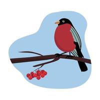 A bullfinch bird sitting on a tree branch. Red rowan berries. vector