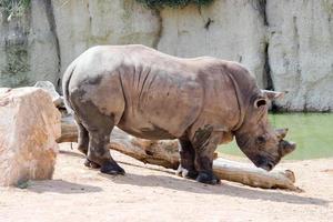 rinoceronte blanco en ambiente salvaje foto