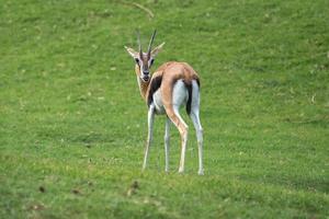 Funny gazelle looking into camera photo