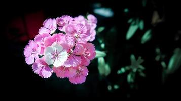 Beautiful pink blooming sweet william flowers, dianthus barbatus. photo