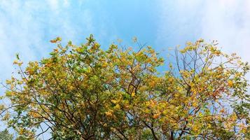 Yellow trees view from below into the sky. Green crown of trees against the sky. photo