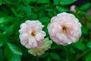 Beautiful white rose on tree in garden under sunlight with green leaf nature background. photo