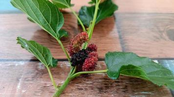 Red mulberries fruit on the branch on background photo