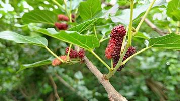 vista de la fruta de moras rojas en la rama foto