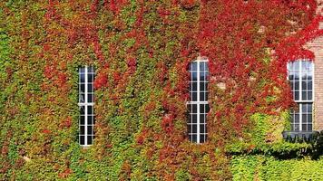 green wall horizontal at Cityhall photo