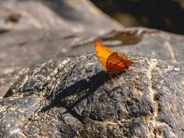 butterfly and stone photo