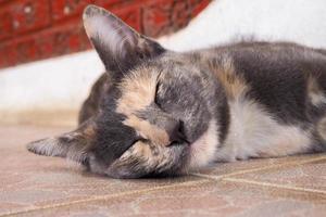 gato y durmiendo foto