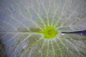 lotus and water photo