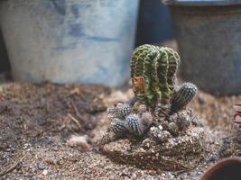 cactus y maceta foto