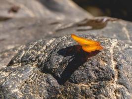 mariposa y piedra foto