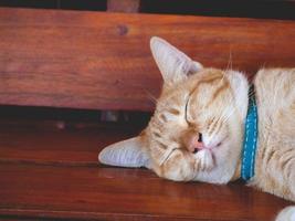 orange cat sleeping photo