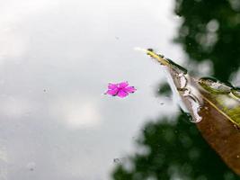 flor en el agua foto