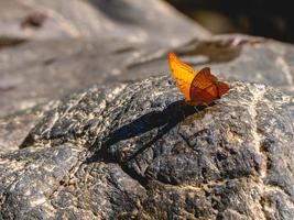 butterfly on stone photo