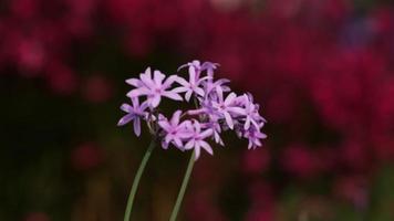 Purple flowers on the red blurred background at a garden in slow motion video
