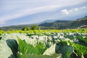 cabbage garden and nature photo