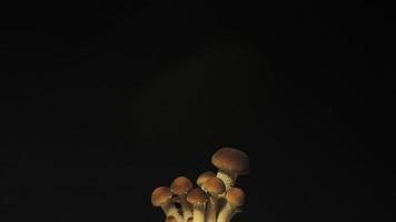 Growing mushrooms rising from soil time lapse 4k footage. video