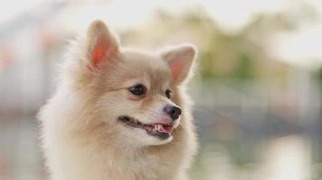 câmera cachorrinho pomeranian mais fofo. animal de estimação fofo na natureza, rosto engraçado de animal redondo de close-up no parque em dia ensolarado de verão. video