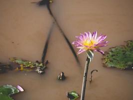 lotus and pond photo