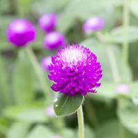 Globe amaranth or Gomphrena globosa flower in the garden photo