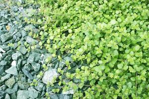 Plant ivy green leaves and ground stone. photo