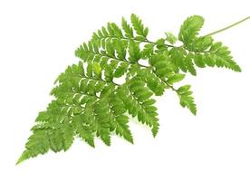 Fern isolated on white background photo