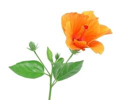 hibiscus flower isolated on a pure white background photo