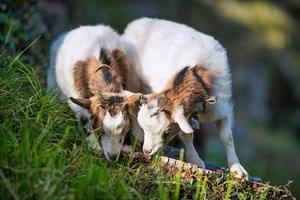 Two goats eat photo