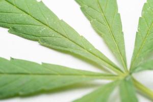 Marijuana Leaf on white background. Selective focus. Cannabis - isolated on white background. Growing medical marijuana photo