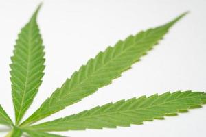 Marijuana Leaf on white background. Selective focus. Cannabis - isolated on white background. Growing medical marijuana photo