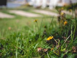 flower and nature photo