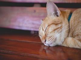 gato naranja durmiendo foto