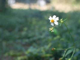 flor blanca y naturaleza foto