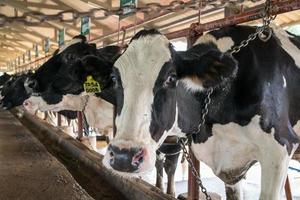 Cows on farm. photo