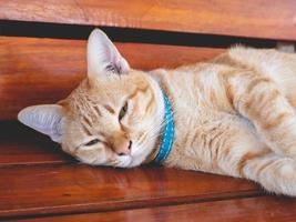 orange cat sleeping photo