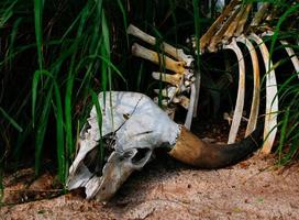 Buffalo skull in grass photo