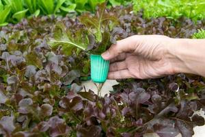 Organic hydroponic vegetable on hand in garden. photo
