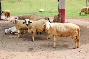 flock of sheep on green grass photo