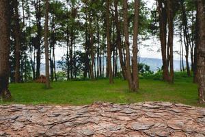 pine forest and nature photo