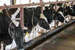 Cows on farm. photo