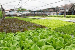 Hydroponic vegetables growing in greenhouse photo