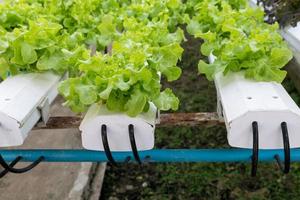 Hydroponic vegetables growing in greenhouse photo