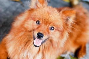 perro pomerania marrón foto