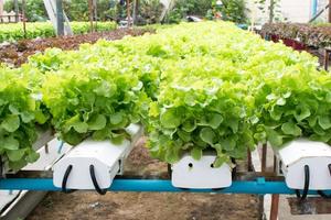 cultivo hidropónico vegetal verde en granja foto