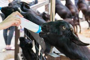 alimentación de leche de una cabra foto