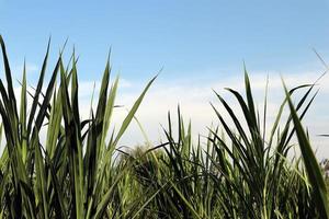 Blade grasses and blue sky background. photo