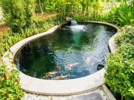 koi fish in koi pond in the garden photo