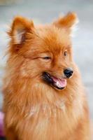 perro pomerania marrón foto