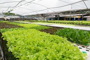 Hydroponic vegetables growing in greenhouse photo