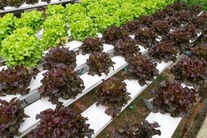 Hydroponic vegetables growing in greenhouse photo