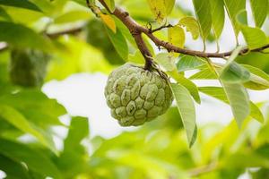 Custard apple fruit on green tree in the garden photo